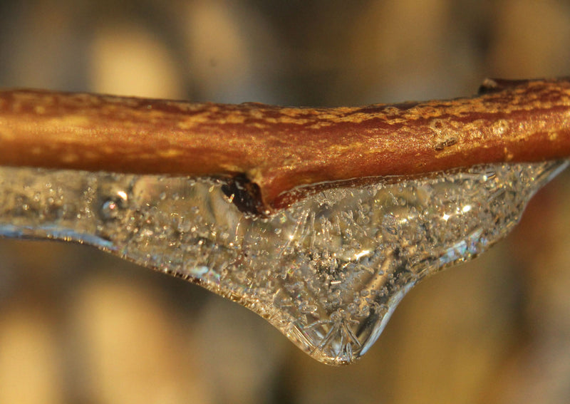 Acacia Senegal Gum & Xanthan Gum